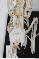 hen skeleton 0097